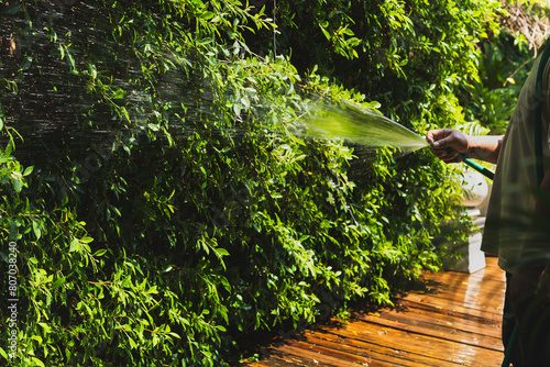 Man watering plant in the garden with hose.