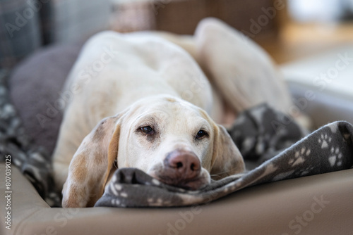 Porcelaine hound (chien de franche comte) relaxing in his bed - hunting dog at home photo