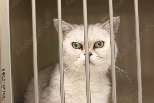 Sick cat in vet hospital close up photo. High quality photo