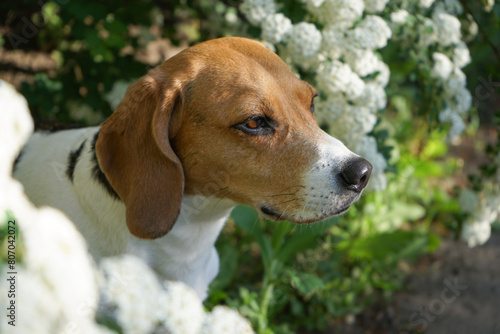 Beagle dog portrait in blooming tree white flowers in spring © Evgenia