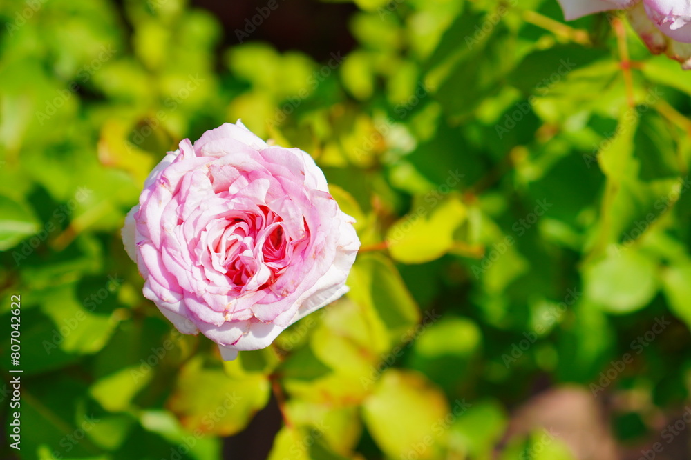 バラ園に咲く綺麗なピンク色の一輪の薔薇。 バラ園に咲く綺麗なピンク色の一輪の薔薇。