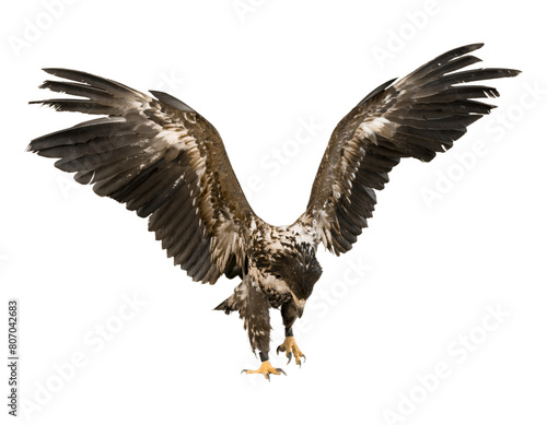 American bald eagle flying isolated on transparent background. PNG