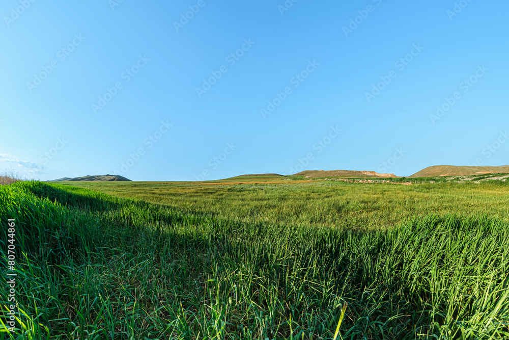 Wide angle long grass covered field shot. Green plain stretching under clear blue sky. The cloudless sky gives a sense of calmness.