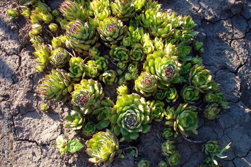 Close-up shot lush green rosette of Sempervivum tectorum or Common Houseleek - ornamental evergreen succulent plant on flowerbed in rock garden at sunny spring day. With no people natural background.