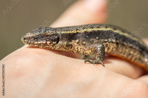 common viviparous lizard , Man's hand holding lizard, animal protection concept, earth day background © Leka