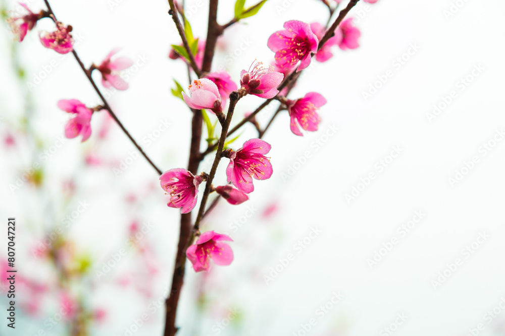Pink peach blossom on tree branch Pink peach blossom on tree branch