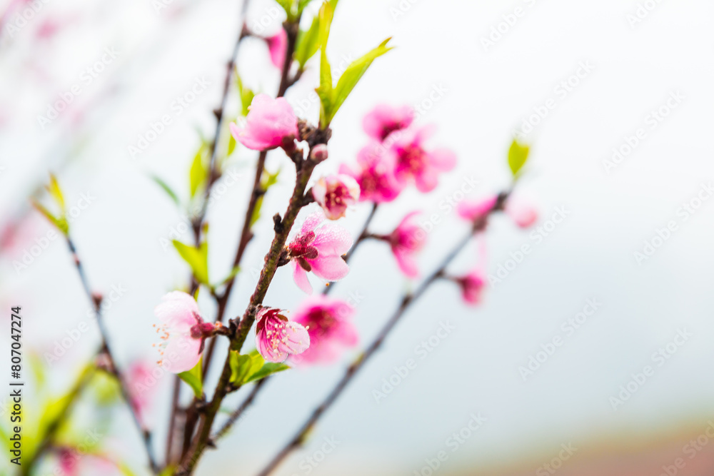 Pink peach blossom on tree branch Pink peach blossom on tree branch