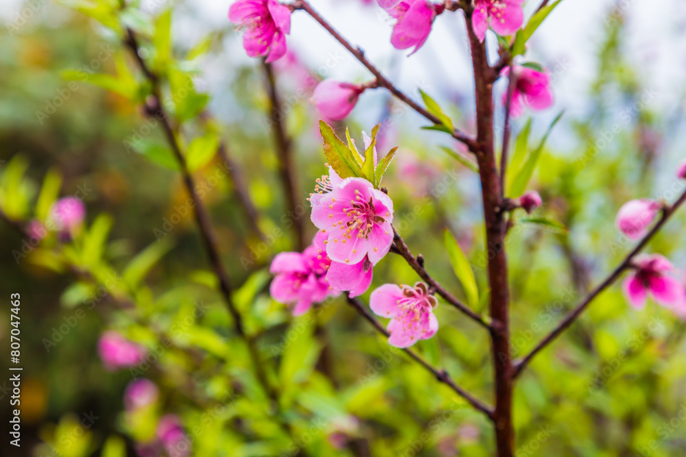 Pink peach blossom on tree branch