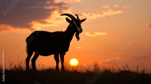 Silhouette of a goat at a beautiful sunset in a field  on a farm for eid-ul-adha  banner  copy space