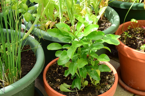 kaffir lime plant in the pot, people uses the kaffir lime leaves for cooking. photo