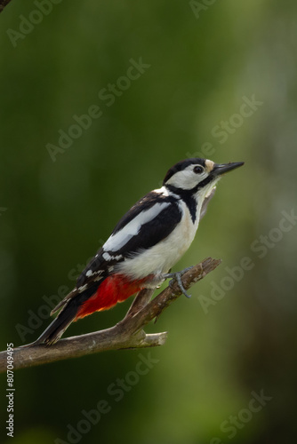 spotted woodpecker © Photography_AT