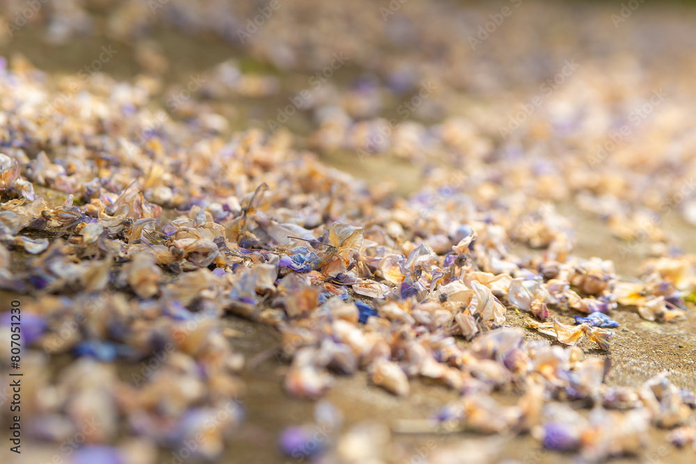 old petals on the ground old petals on the ground