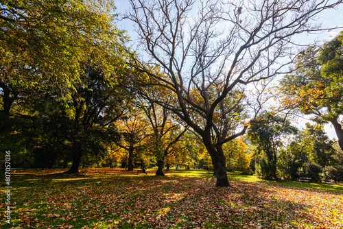 Royal Botanic Gardens in Melbourne Australia © FiledIMAGE