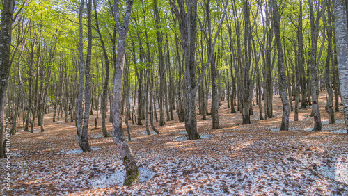 八甲田　ブナの根開き　残雪と新緑の森 photo