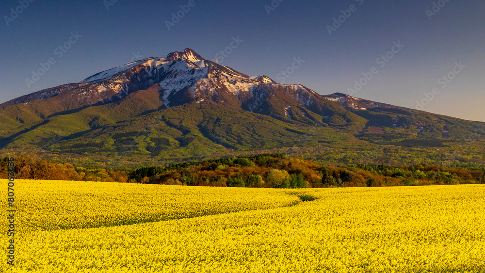 岩木山麓の菜の花畑 春の青森 絶景 岩木山麓の菜の花畑 春の青森 絶景