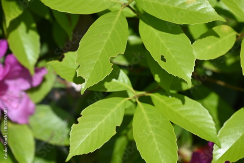 虫に食われた新緑の葉っぱ