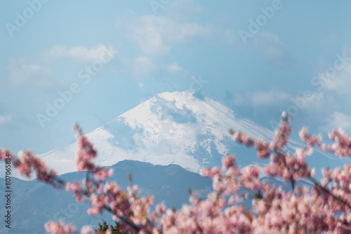 Parc de Yamanashi au Japon, avec les fleurs de cerisiers et le mont Fuji en fond.
