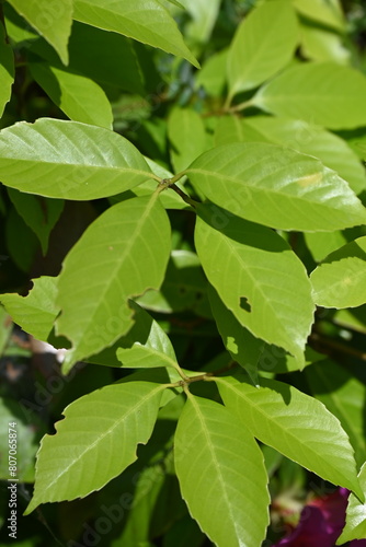 虫食い跡のある新緑の葉っぱ
