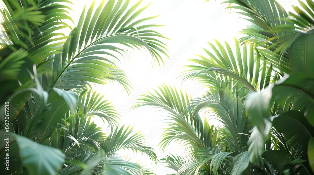A lush green forest with palm trees and leaves A lush green forest with palm trees and leaves