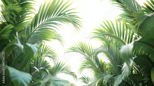 A lush green forest with palm trees and leaves