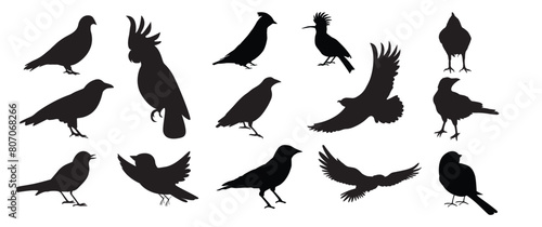 Bird silhouettes on white backgound vector stock illustration