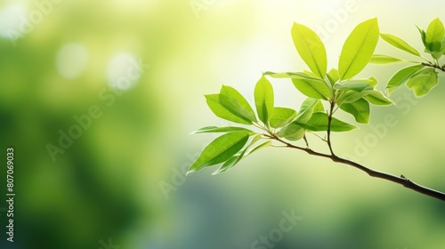 a green tree with a blurred bokeh background 