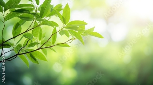 a green tree with a blurred bokeh background 