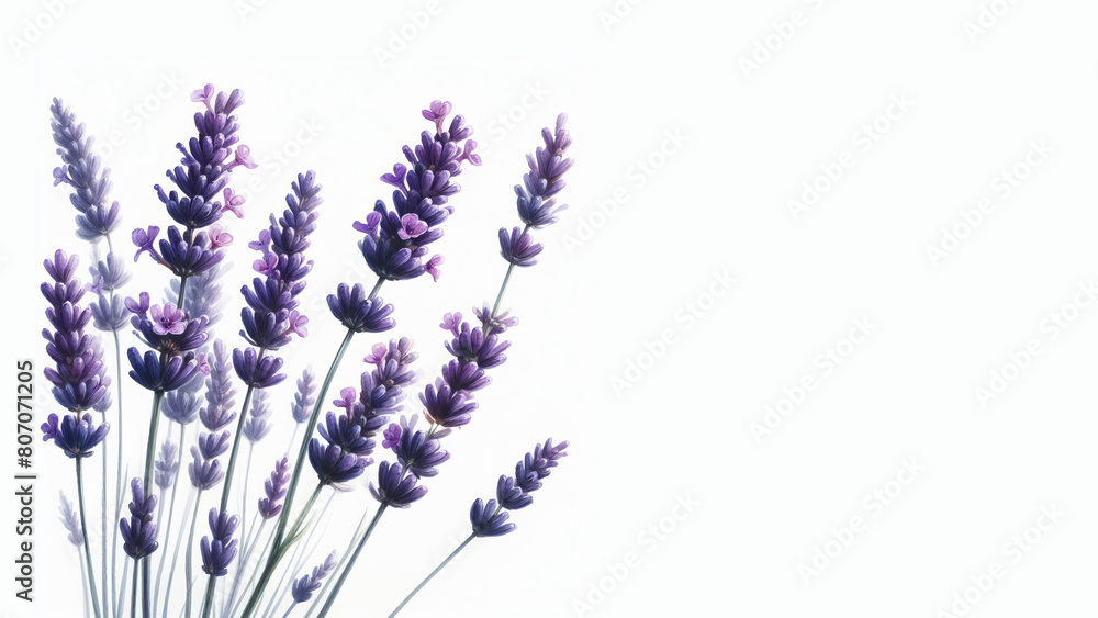 Naklejka premium Lavender flower twigs in watercolor, isolated on a white background with copy space to add text - Simple floral card
