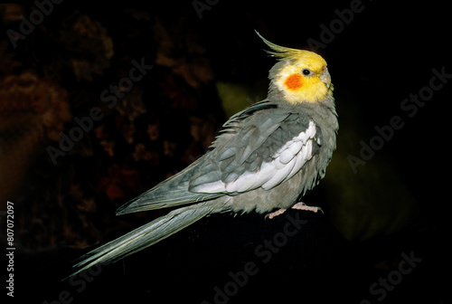 Calopsitte élégante, .Nymphicus hollandicus, Cockatiel, Perruche ondulée photo