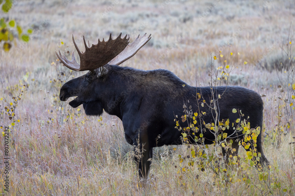 Bull Moose During the Rut in Autumn in Wyoming Bull Moose During the Rut in Autumn in Wyoming