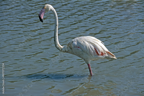 Flamant rose, .Phoenicopterus roseus, Greater Flamingo photo