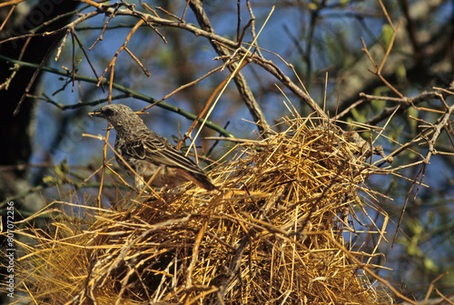 Tisserin à queue rousse , Histurgopse à queue rouge,.Histurgops ruficauda, Rufous tailed Weaver, Afrique photo