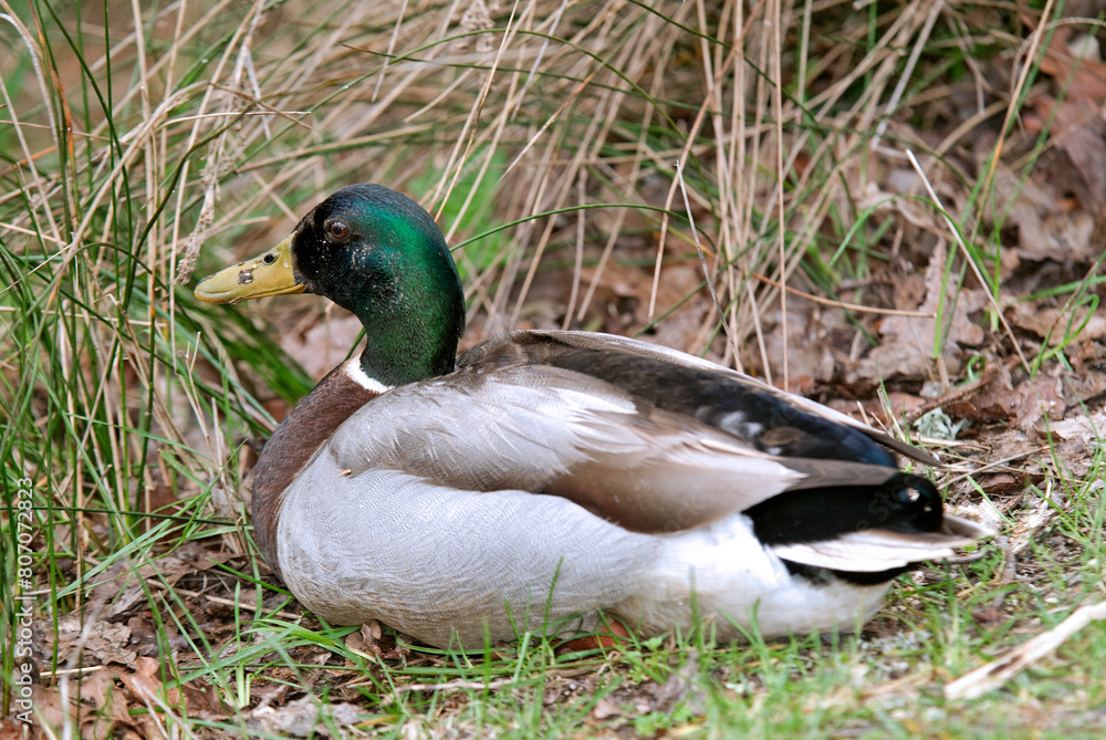 Canard colvert, mâle,. Anas platyrhynchos, Mallard Canard colvert, mâle,. Anas platyrhynchos, Mallard
