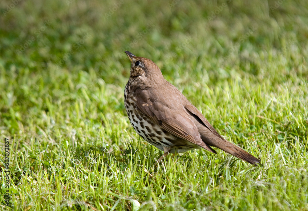 Fototapeta premium Grive musicienne,.Turdus philomelos, Song Thrush
