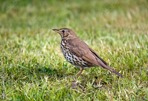 Wallpaper Mural Grive musicienne,.Turdus philomelos, Song Thrush Torontodigital.ca
