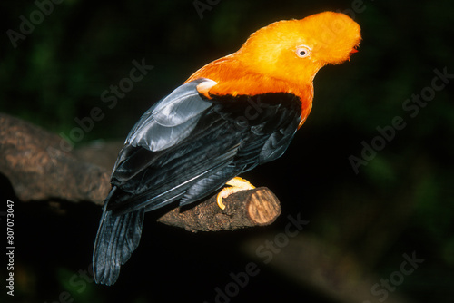 Coq de roche orange,.Rupicola rupicola, Guianan Cock of the rock, Pérou