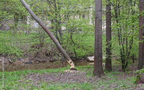 A tree felled by beavers on the riverbank in the city forest park