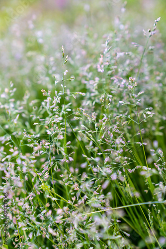 Grass blooms, close-up, blurred background.