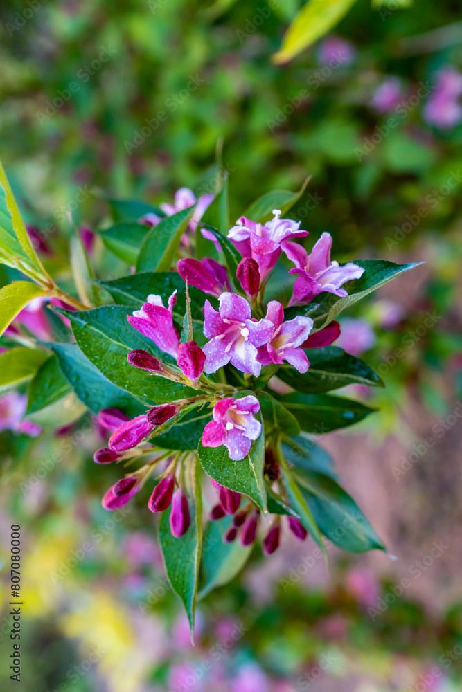 Obraz premium Weigela Princess Pink Rozhevy Florium. Buds. Flowers