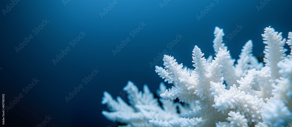 Coral bleaching effect with climate change or global warming concepts.nature environmental and biology. undersea background Coral bleaching effect with climate change or global warming concepts.nature environmental and biology. undersea background