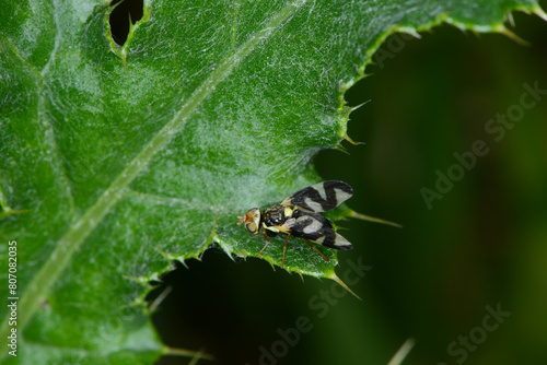 Distelbohrfliege, Urophora cardui photo