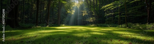 Sunlit clearing in a dense forest, a spot of light on the green floor, ideal for hopeful, naturalistic digital designs