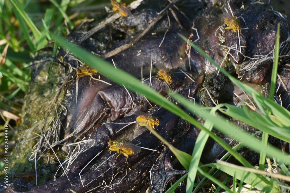 Gelbe Dungfliege, Scathophaga stercoraria Gelbe Dungfliege, Scathophaga stercoraria