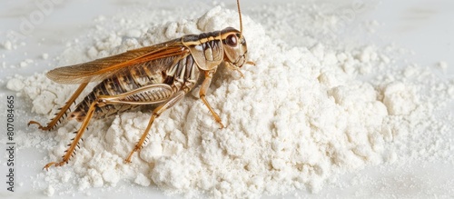 Cricket insect on a flour  white background  close-up  organic food of future. Source of protein. Entomophagy concept. Banner  empty space