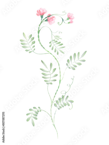 Sweet pea flower. Watercolor Botanical illustration on a transparent background. Curved stems, narrow green leaves, translucent pink flowers. Digital painting in the style of watercolor painting.