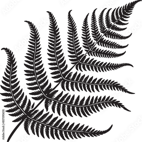 fern leaf isolated on black desain and white begraund