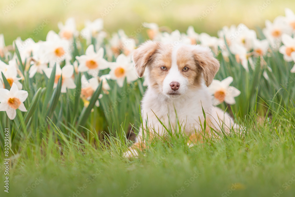 The Miniature American Shepherd puppy in daffodils flowers. Dog in flower field. Blooming. Spring