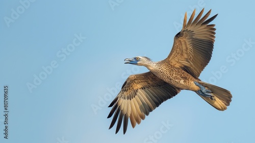 Fototapeta Naklejka Na Ścianę i Meble -  Archaeopteryx Urvogel bird-like dinosaur flying in sky open wings blue sky no clouds low angle shot