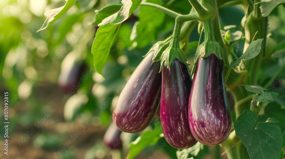 Growing eggplant harvest and producing vegetables cultivation. Concept of small eco green business organic farming gardening and healthy food Growing eggplant harvest and producing vegetables cultivation. Concept of small eco green business organic farming gardening and healthy food
