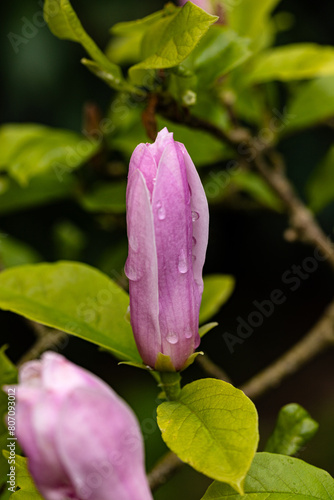 Nahaufnahme einer mit Regentropfen überzogenen Magnolienblüte